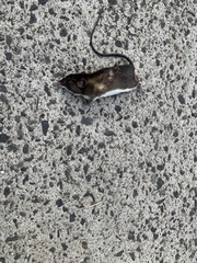 Cloud-Dwelling Spiny Pocket Mouse photo 1