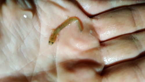 Eurycea multiplicata
