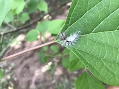 Apatelodidae