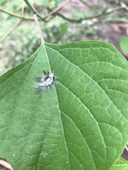 Apatelodidae
