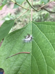 Apatelodidae