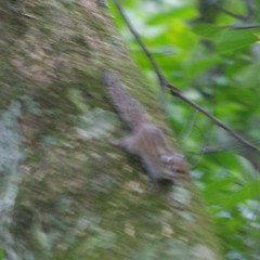 Tamiops maritimus hainanus