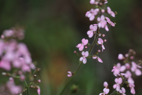 Stylidium elongatum (Stylidium elongatum)