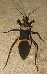 Zelurus circumcinctus