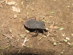 Anasa apicalis