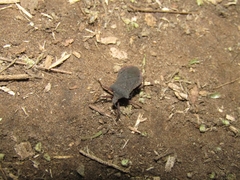 Anasa apicalis