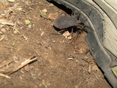 Anasa apicalis