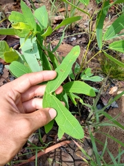 Calliandra longipes