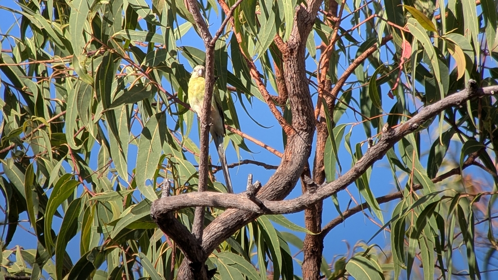 Golden-shouldered Parrot (Psephotellus chrysopterygius)
