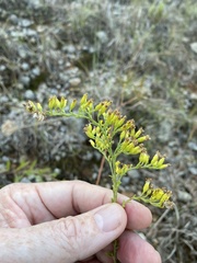Solidago nemoralis decemflora