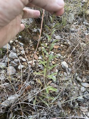 Solidago nemoralis decemflora