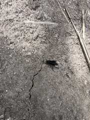 Parachartergus apicalis