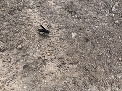 Parachartergus apicalis