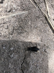 Parachartergus apicalis