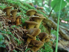 Serpulaceae