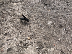 Parachartergus apicalis