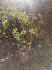 Verbesina boliviana