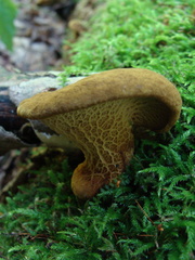 Serpulaceae