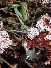 Stagmomantis limbata