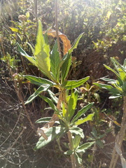 Verbesina boliviana