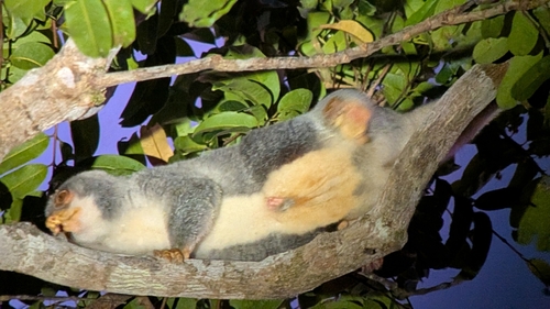Australian Spotted Cuscus