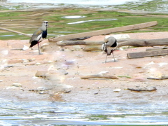 Vanellus chilensis