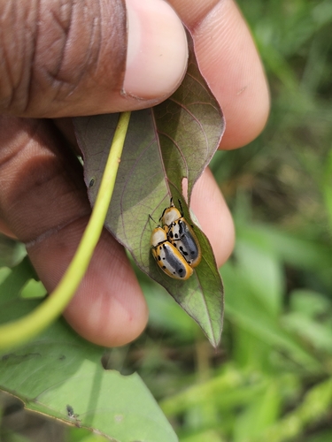 Conchyloctenia adspersa
