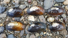 Strophitus undulatus