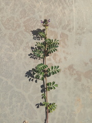 Dalea boliviana