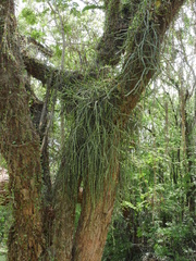 Rhipsalis shaferi