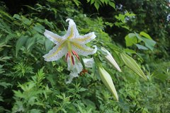Lilium auratum