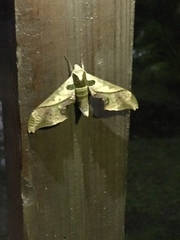 Adhemarius dariensis