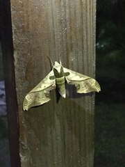 Adhemarius dariensis