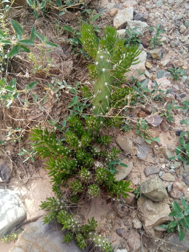 Tephrocactus verschaffeltii