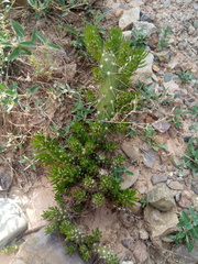 Tephrocactus verschaffeltii