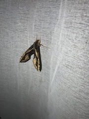 Xylophanes ceratomioides