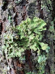 Crocodia rubella