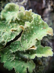 Crocodia rubella