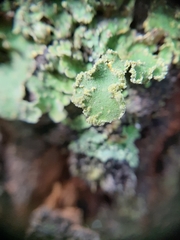Crocodia rubella