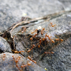 Oecophylla smaragdina
