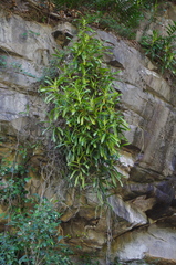 Orchidaceae