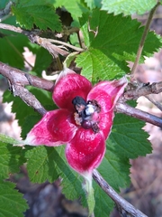 Rubus trilobus