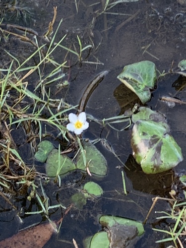 Water Snowflake