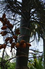 Areca catechu
