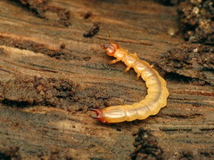 Dendroides canadensis
