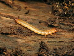 Dendroides canadensis