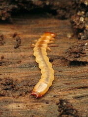 Dendroides canadensis