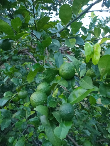 Key Lime