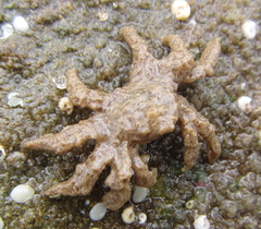 Neohymenicus pubescens