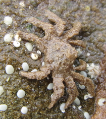 Neohymenicus pubescens